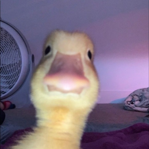eden_kelly484